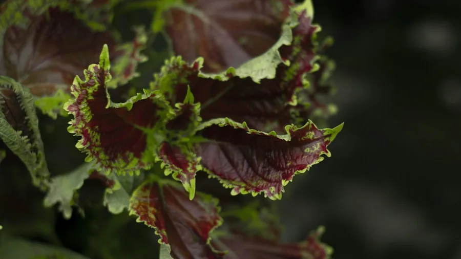 Bring Your Coleus Indoors Before Winter: What Shoppers Need to Know About Overwintering 3 pinching coleus growth tips