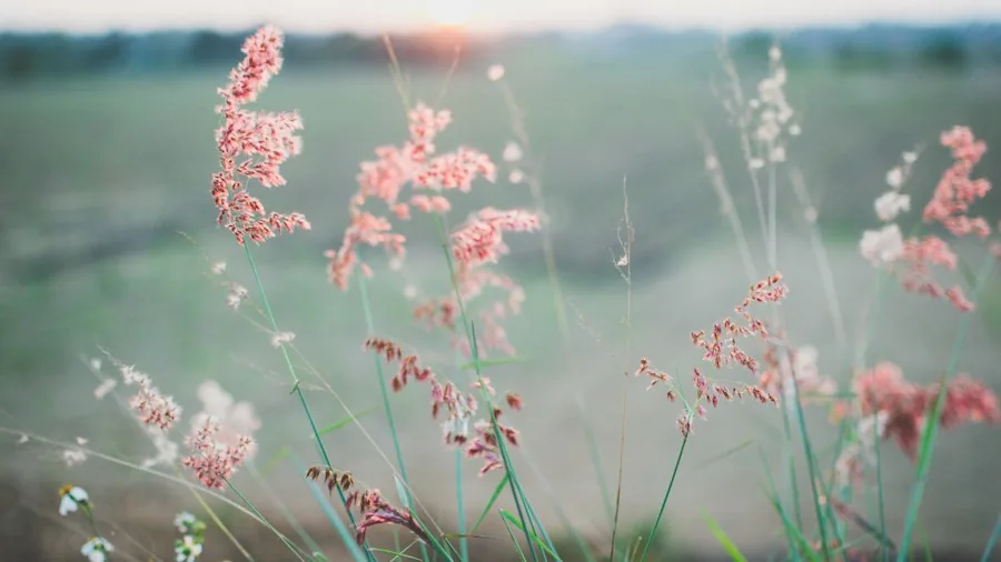 pink ornamental grass flowers
