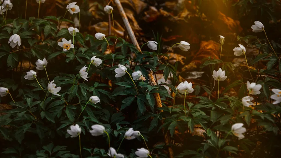 October Garden Blooms Keep Pollinators Fed When Flowers Fade 2 pink white anemone flowers fall