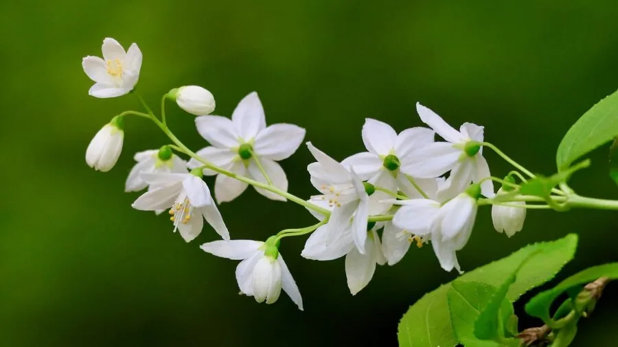 Plant Compact Flowering Shrubs in Fall: What Buyers Should Know for Spring Color 2 pink white deutzia flowers spring