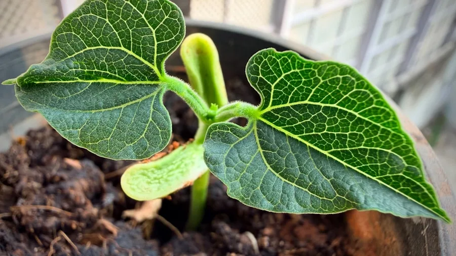 Dish Soap Revives Dying Plants in Pots: What Summer Shoppers Need to Know 3 plant recovery growth new leaves