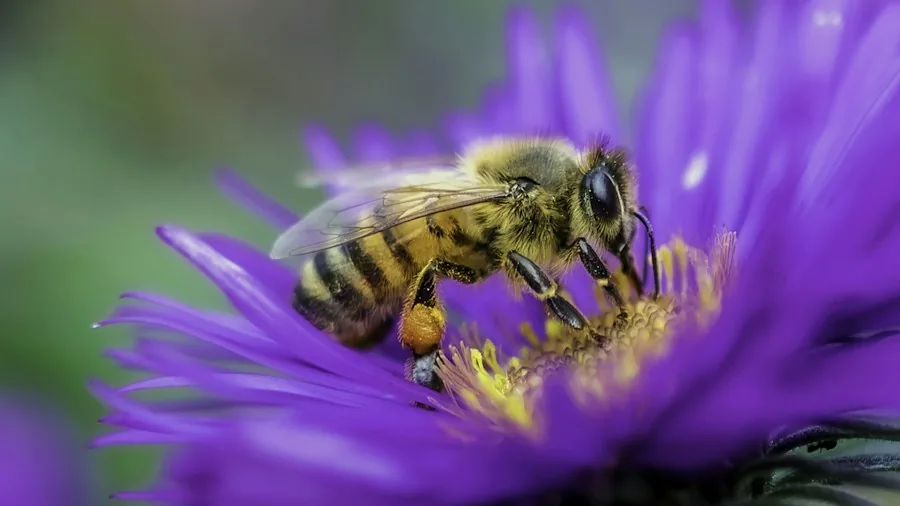 Japanese Anemones Transform Your Fall Garden What Shoppers Need to Know 3 pollinator bees visiting flowers