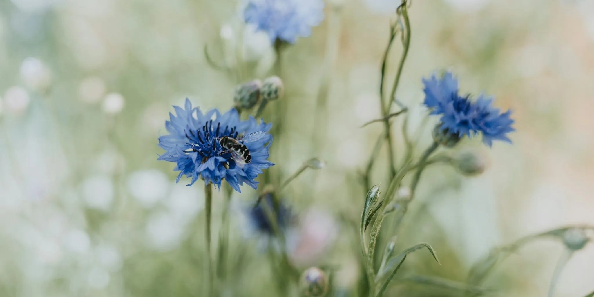 Six Plant Varieties That Feed Pollinators into Fall