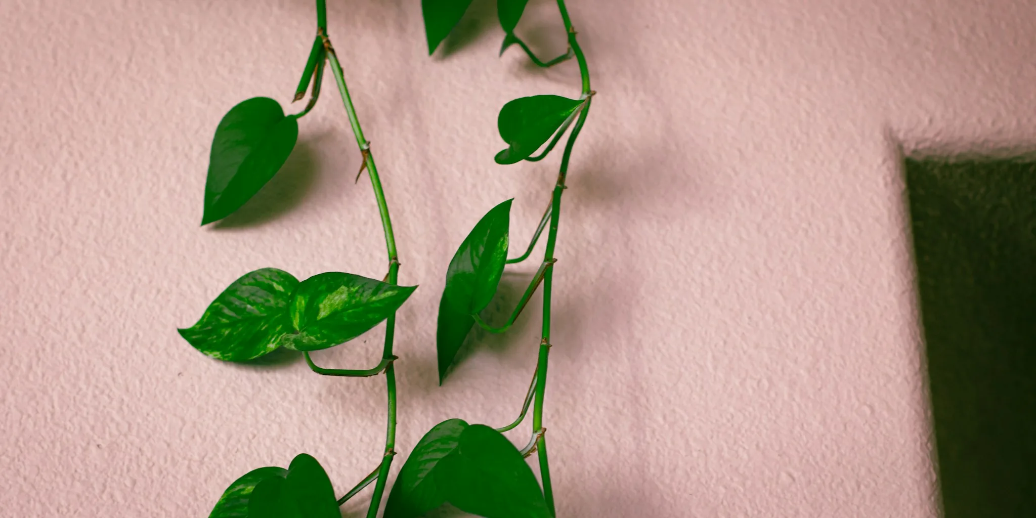 July Pothos Care: 5 Steps to Fuller, Healthier Vines