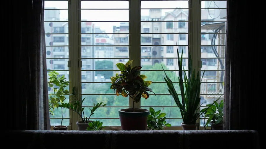 October Lemon Tree Care: What Growers and Shoppers Should Know 3 potted lemon tree indoor window