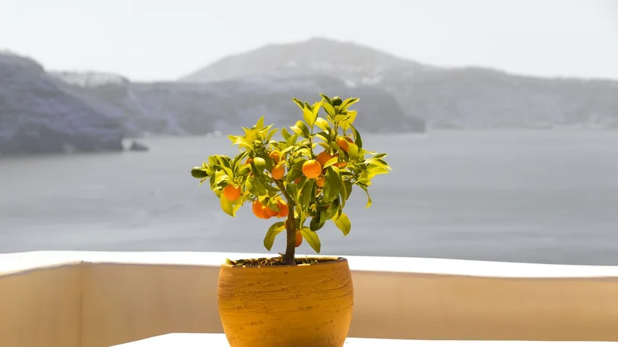 5 Essential Tips to Help Your Plant Grow Fuller and Bushier 3 potted plant outdoors sunlight