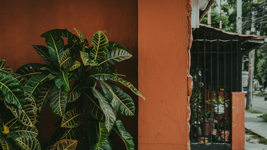 Plant Cold Protection Before First Frost: What Buyers Should Know 2 potted plants sheltered outdoor location