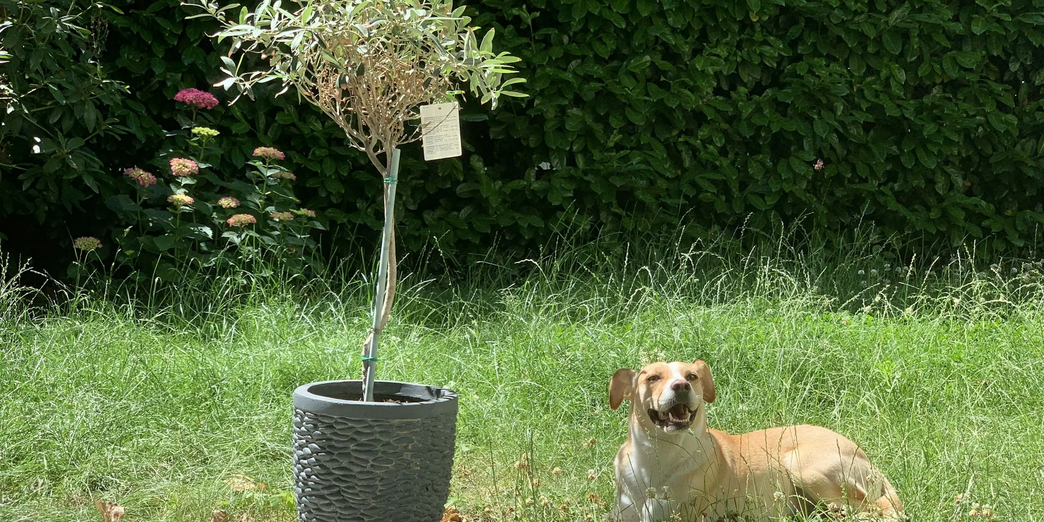 September Tree Planting in Containers: What Buyers Should Know Before Shopping