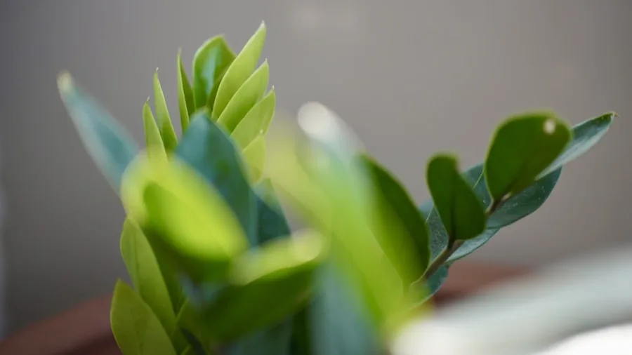 Six Tough Houseplants for Travelers That Survive Without Daily Watering 2 potted ZZ plant green foliage