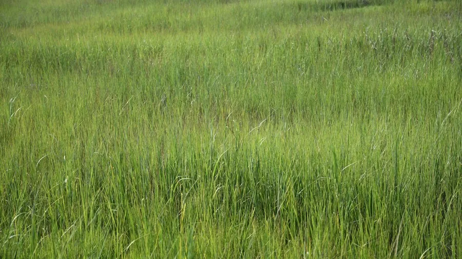Plant Native Species to Attract Your State Bird: What Shoppers Should Know 3 prairie grasses meadowlark