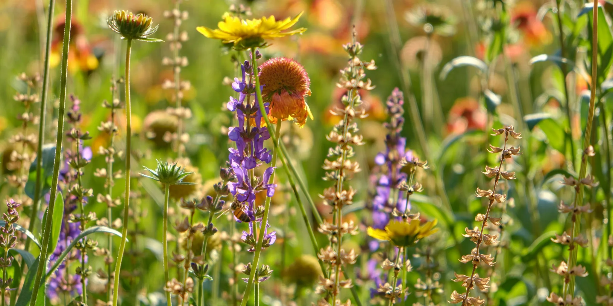 Prairie Native Plant Gains Momentum over Mediterranean Options