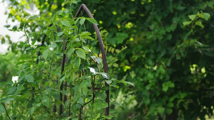 pruning climbing plant trellis support
