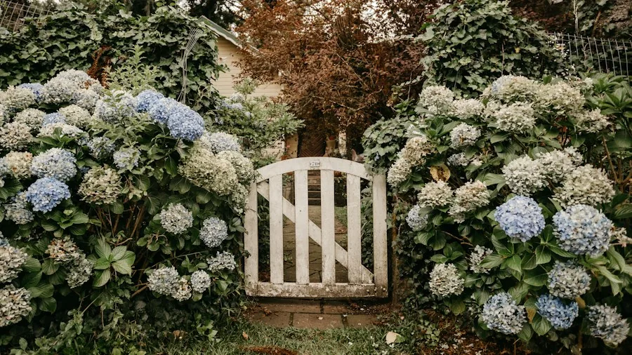 October Plant Pruning Guide: What Buyers Should Know Before Cutting 2 pruning hydrangeas with shears