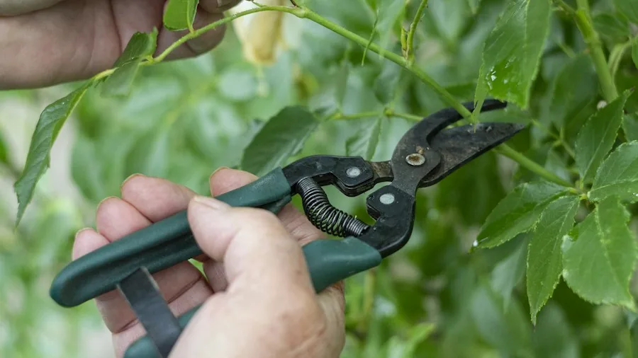 6 October Care Tips for Hostas to Maximize Next Spring's Growth 2 pruning shears dead foliage garden cleanup