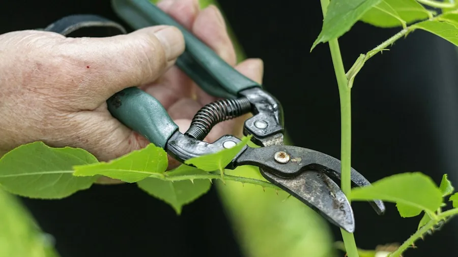 Affordable Seed Saving Tools Available Now: What Fall Gardeners Should Know 2 pruning shears seedhead cutting