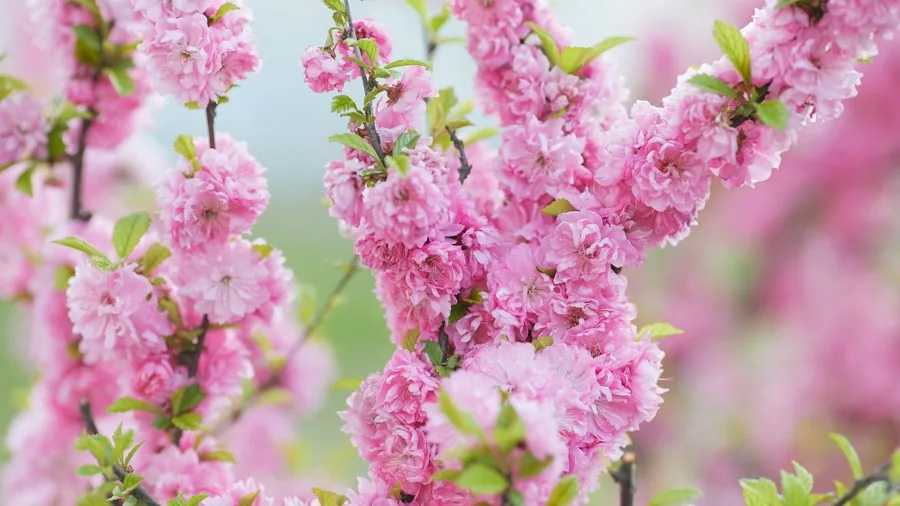 7 Fall Garden Cleanup Mistakes That Will Ruin Your Spring Flowers 2 pruning spring flowering shrubs