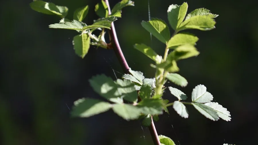 Late Season Tomato Ripening: How to Force Green Fruit Red Before Frost Arrives 2 pruning tomato plant leaves lower stem