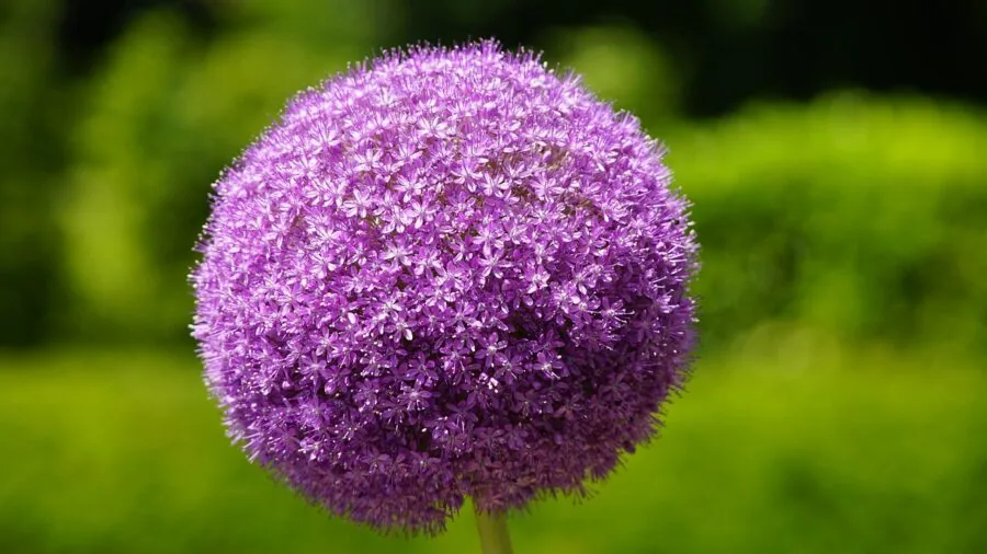 purple allium flowers tall stems garden