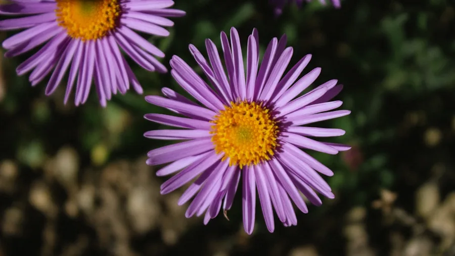 purple aster flowers autumn garden