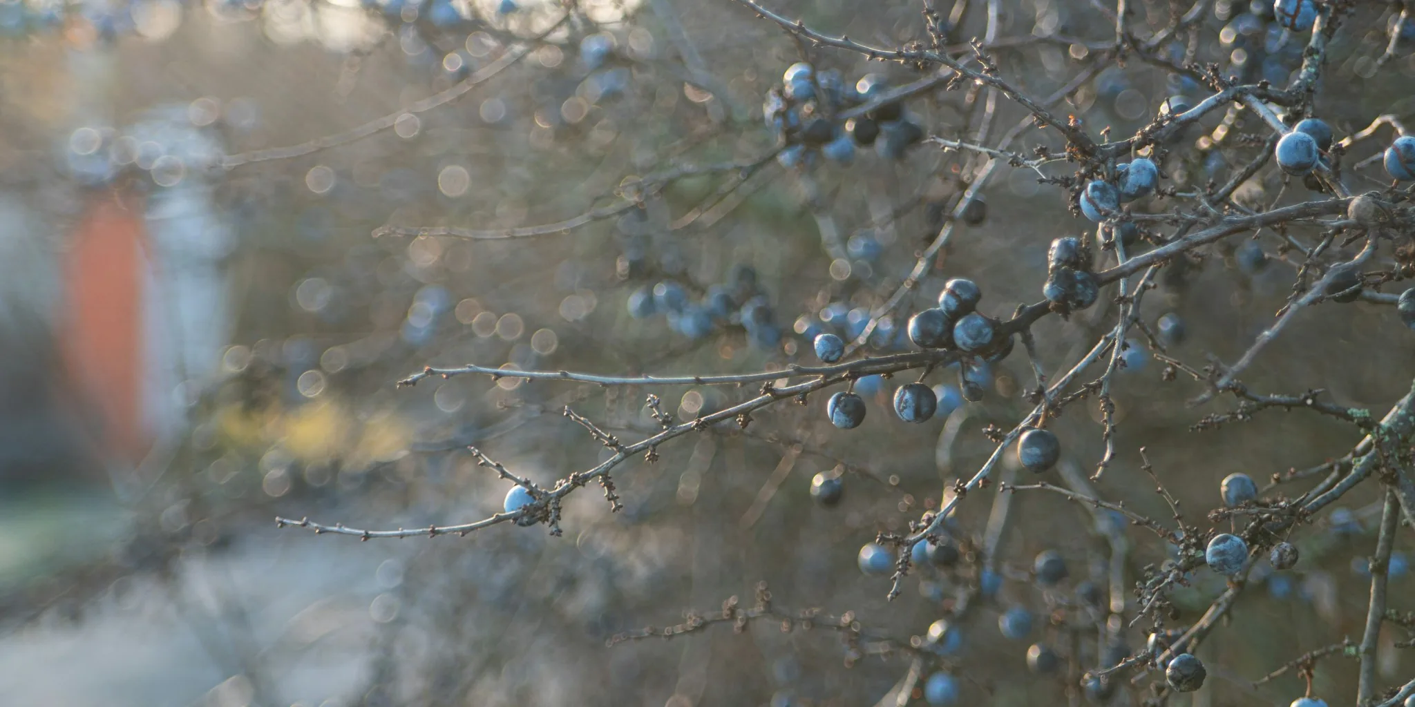 Gardeners Are Trading Privet for Beautiful Berry Shrubs