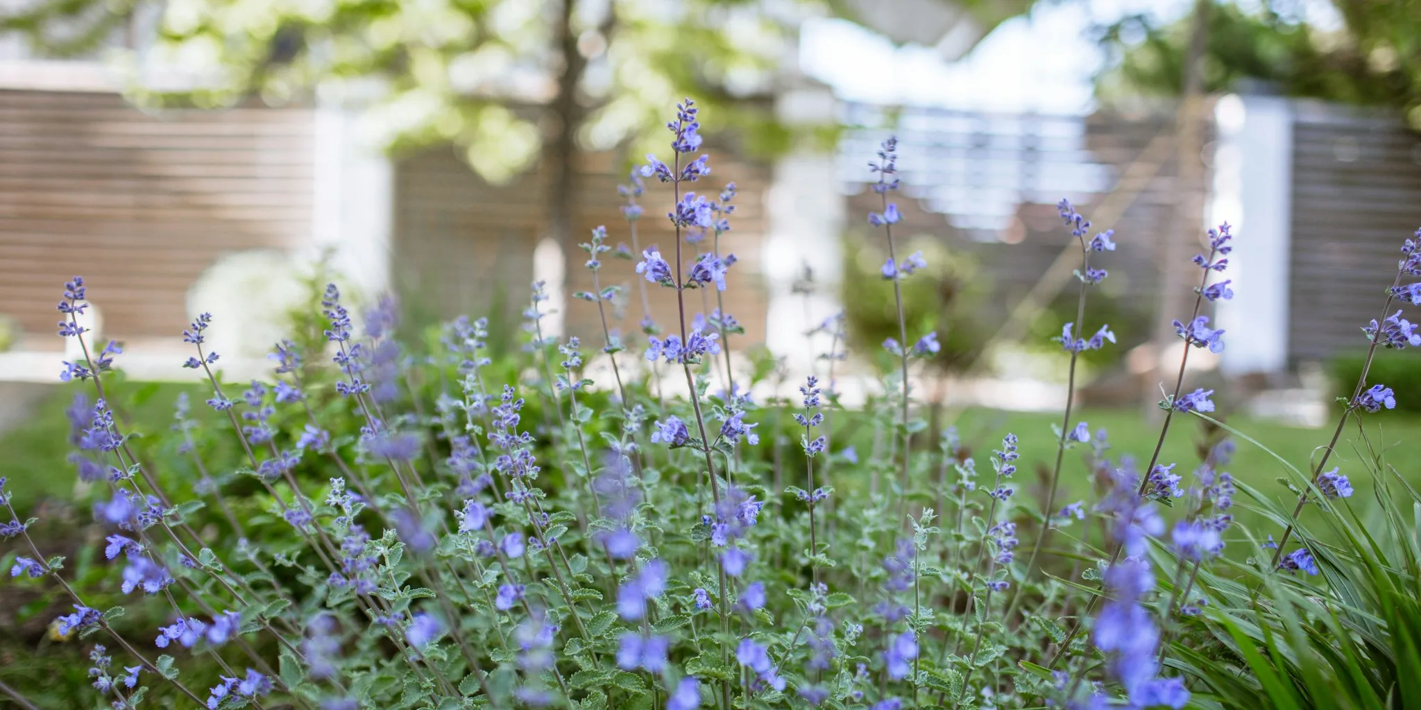 Catmint Beats Lavender: 3x Longer Blooms