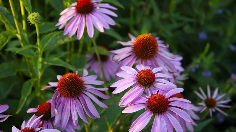 Five Perennials That Bloom for Multiple Seasons in Your Garden 2 purple coneflower black-eyed susan summer blooms