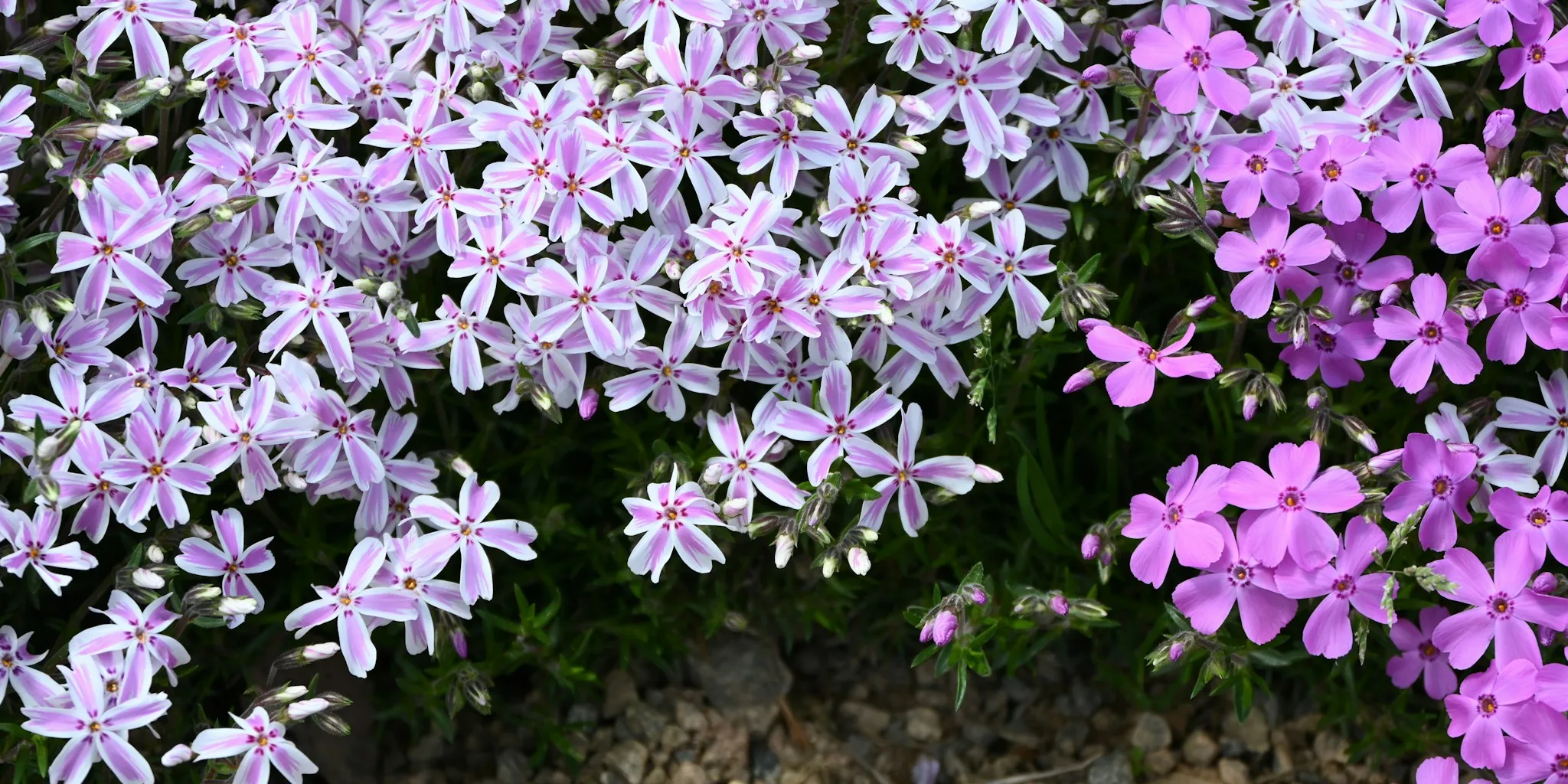 10 Purple Flowers to Upgrade Your Garden Border