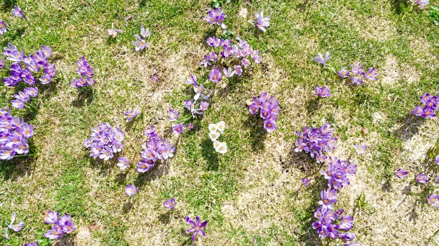 purple flowers spreading ground cover