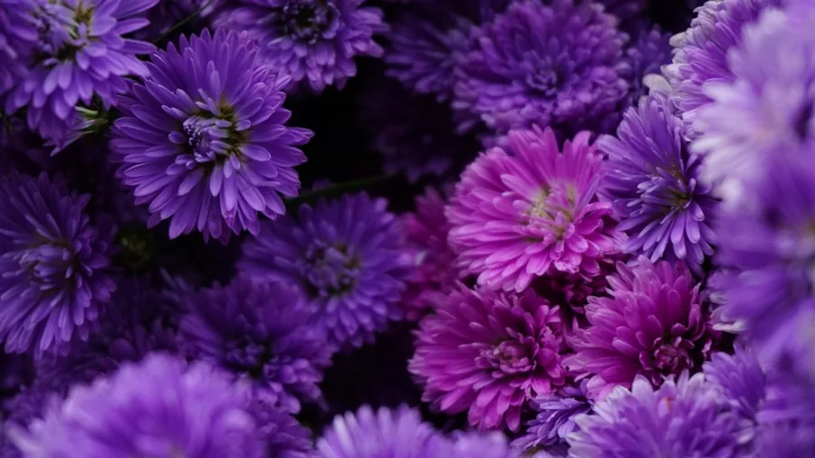 Asters Are Quietly Replacing Mums as the Best Fall Garden Flower for Shoppers 2 purple pink aster blooms