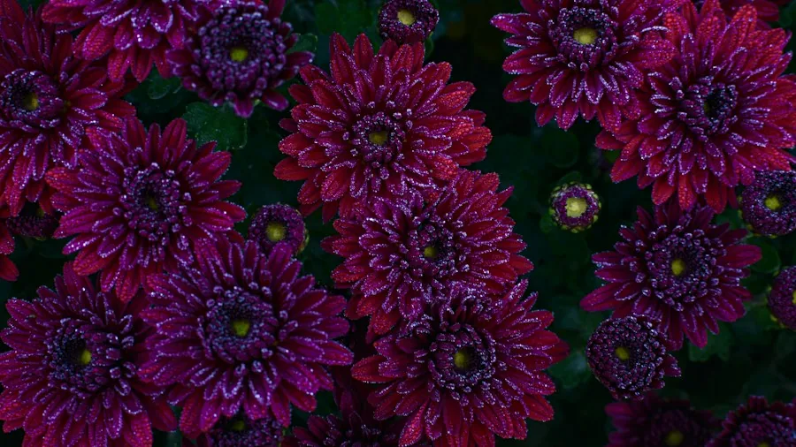 Fall Pollinator Plants: Your Garden Can Help Bees and Butterflies Thrive 2 purple pink aster flowers autumn