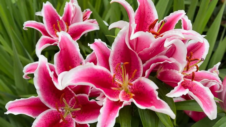 5 Tips to Get a Second Flush of Daylily Blooms Before Fall 3 purple pink daylily blooms close-up