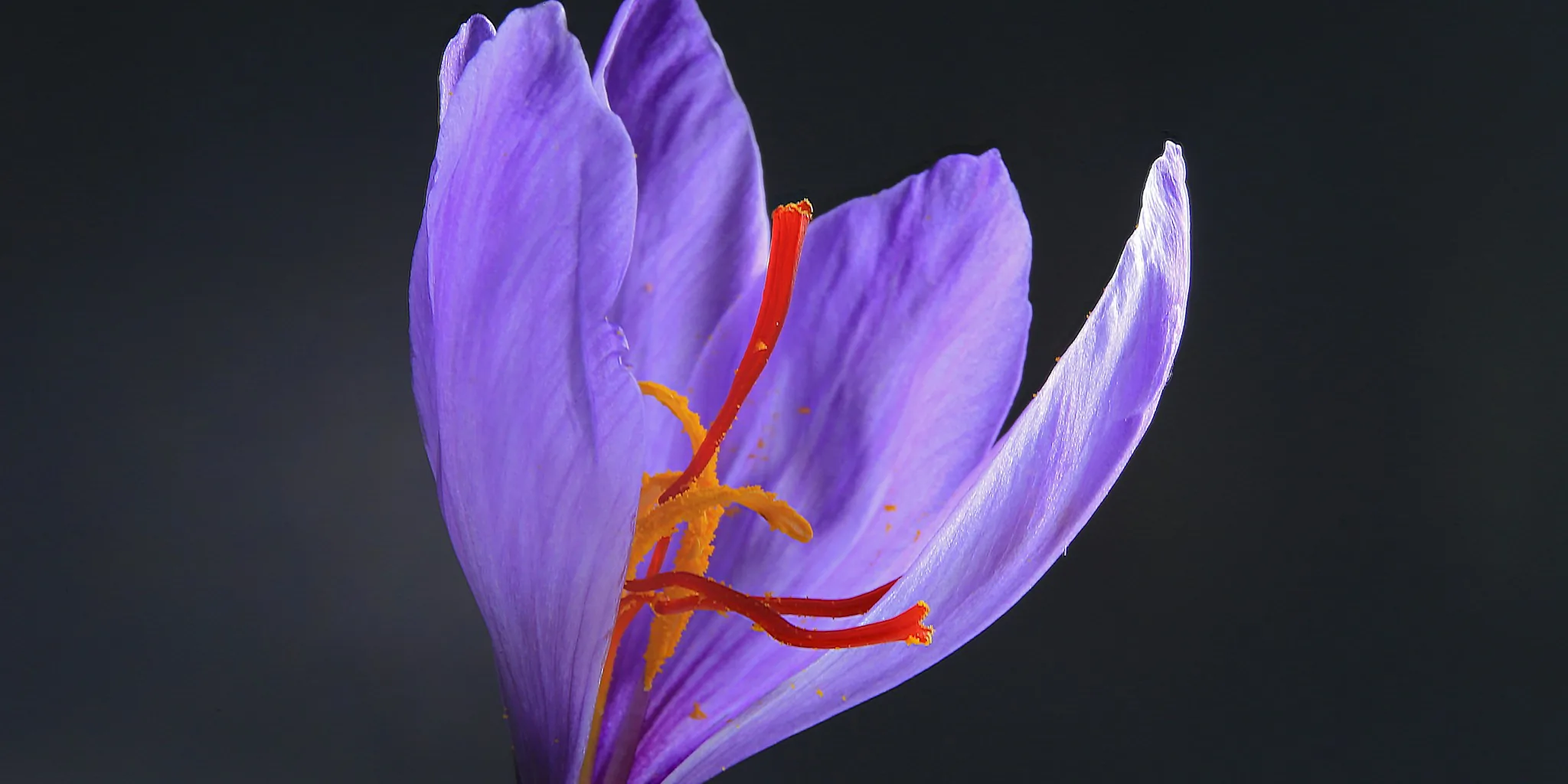 Growing Saffron at Home: What Shoppers Need to Know About the World’s Most Expensive Spice