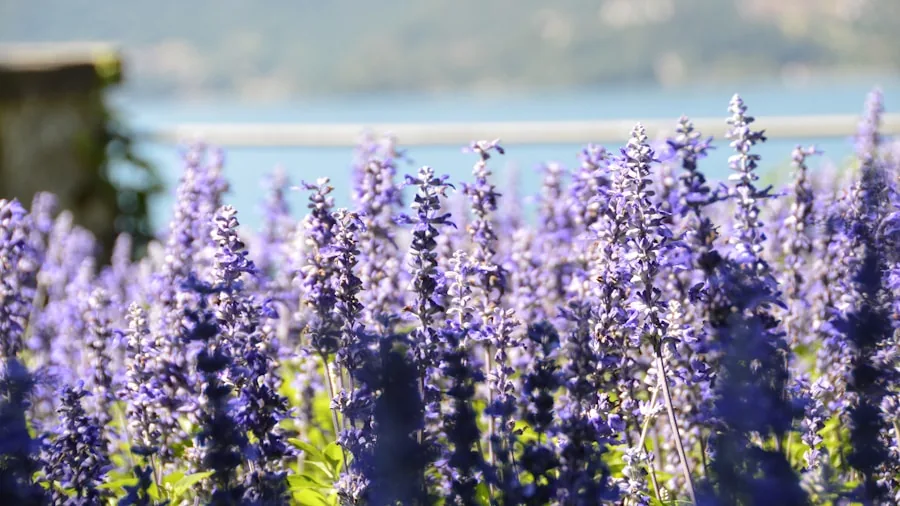 purple salvia flowers garden bed