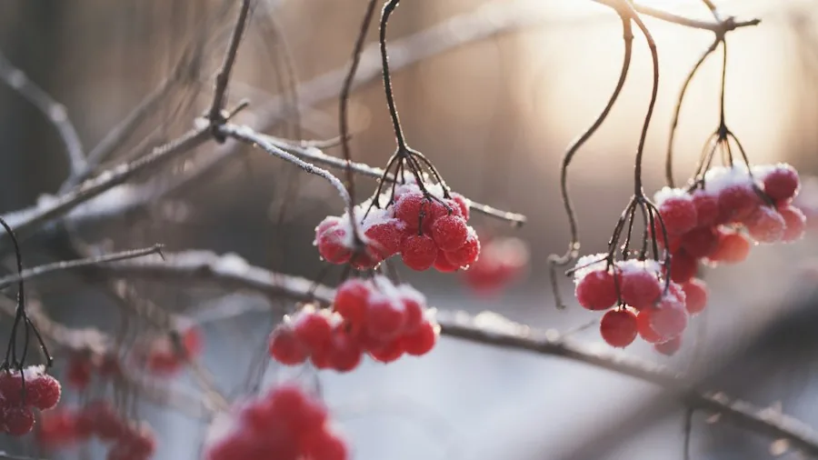 Fall Berry Shrubs for Your Garden: What Shoppers Should Know Before Buying 2 red berries evergreen shrub winter