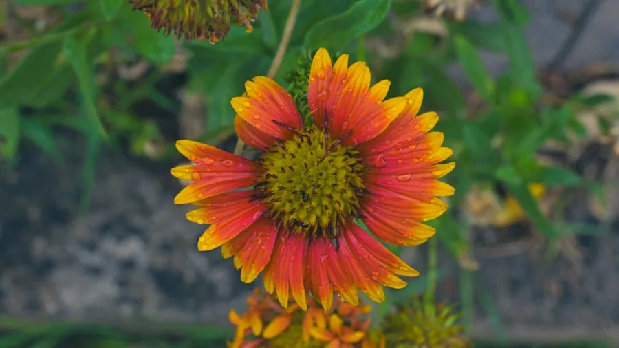 red blanket flowers yellow blooms