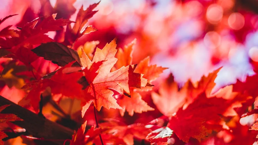 red maple tree autumn display