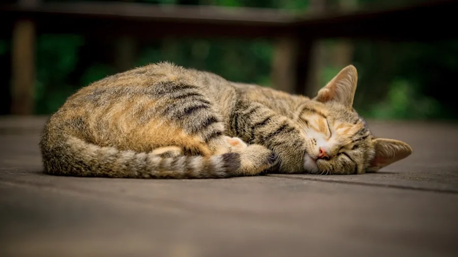 Catster Weekly Photo Contest Crowns Laziest Cat Winners: What You Should Know 2 relaxed cat resting peacefully