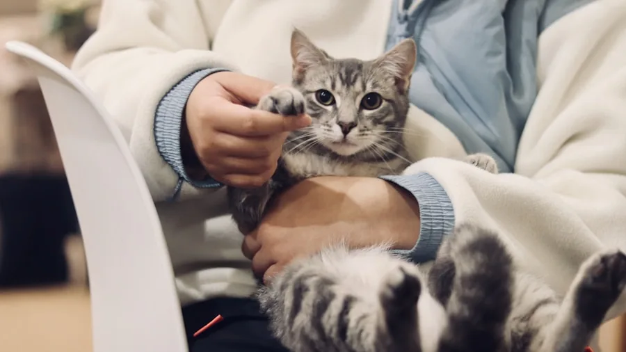 Senior and Special Needs Cats Finding Homes: What Buyers Should Know 2 rescue cat receiving veterinary care