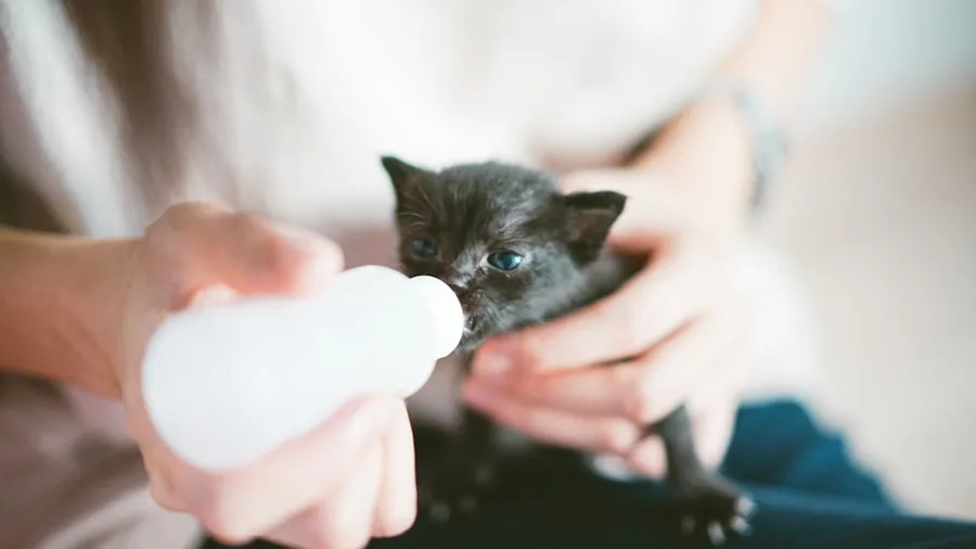 Catster Photo Contest Winners Announced: What Cat Owners Should Know About August Contests 3 rescue kitten bottle feeding care