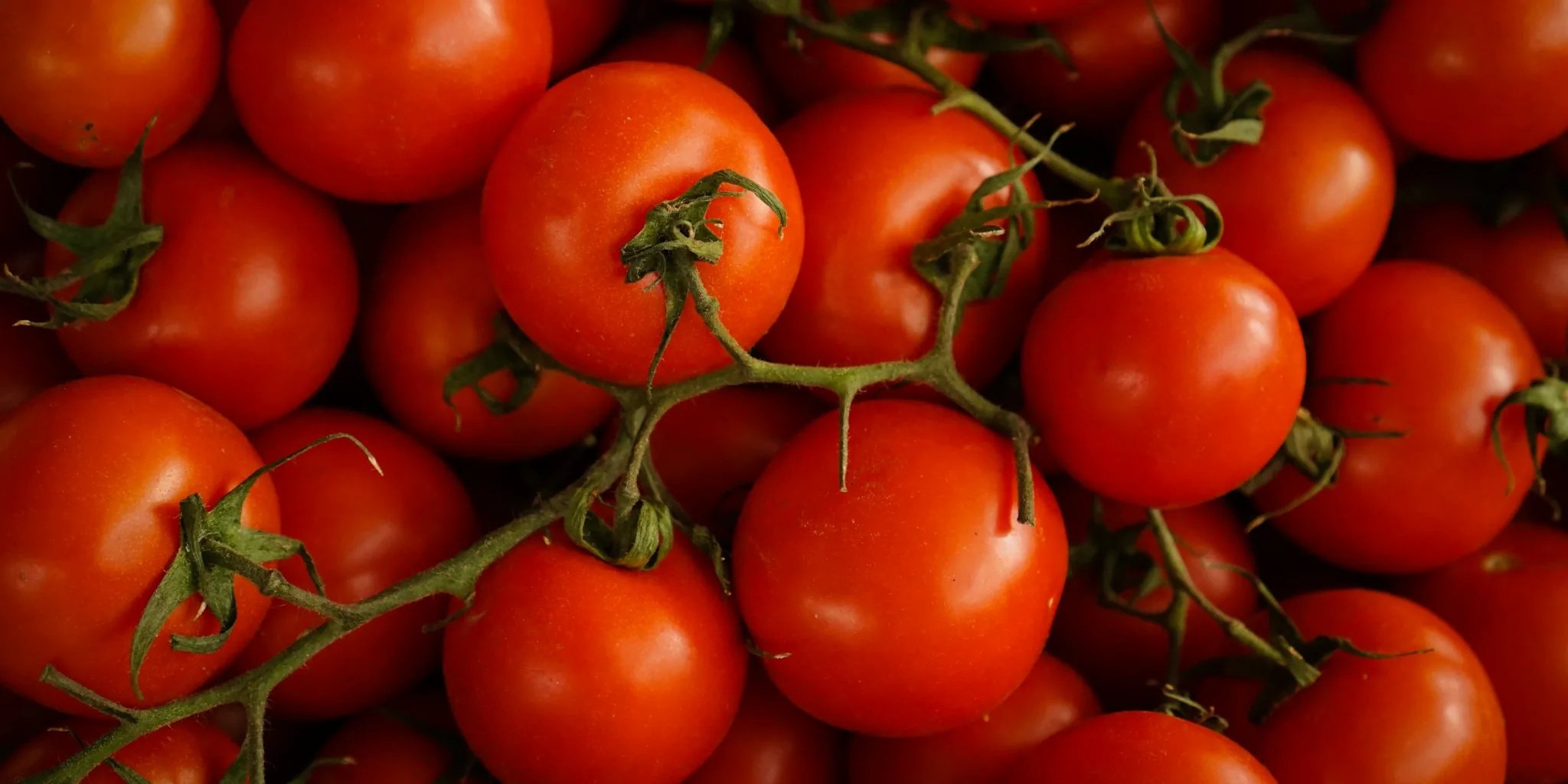 Force Green Tomatoes Ripe Before Frost Hits