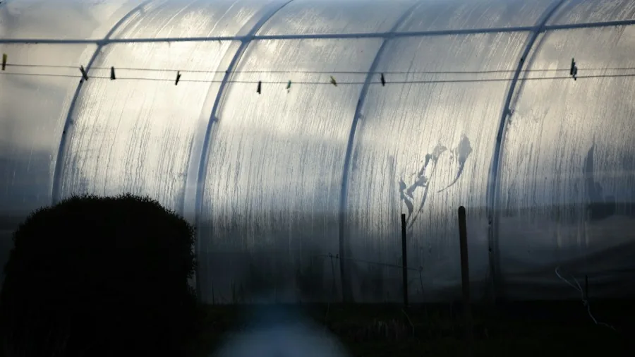 rooted cuttings in plastic greenhouse
