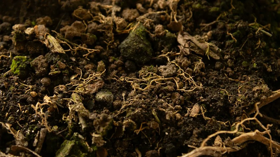 roots soil repotting plant