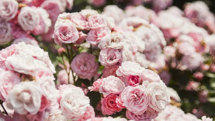 October Plant Pruning Guide: What Buyers Should Know Before Cutting 3 rose bush winter preparation