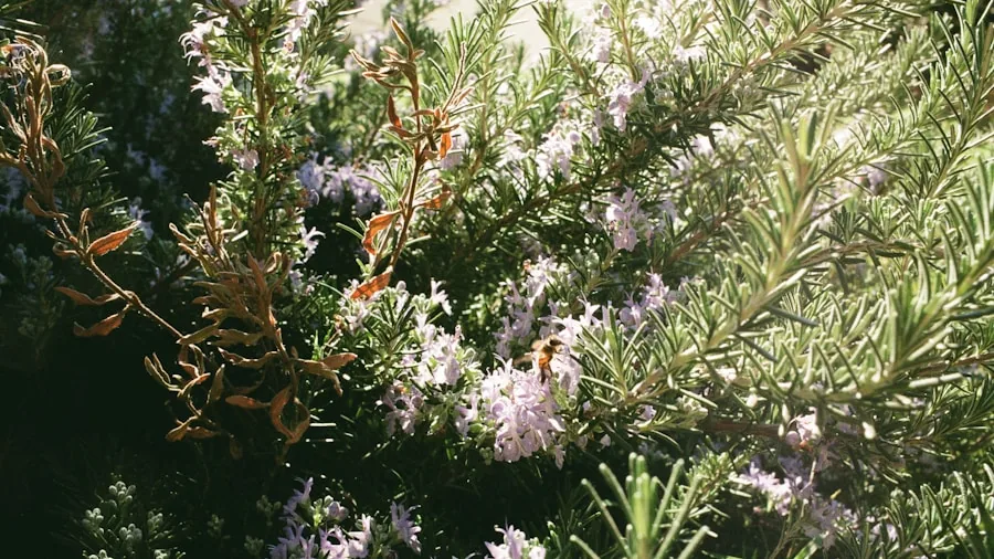 Rosemary Is The Garden Plant Designers Are Choosing Right Now What You Need to Know 2 rosemary flowers bee pollinator