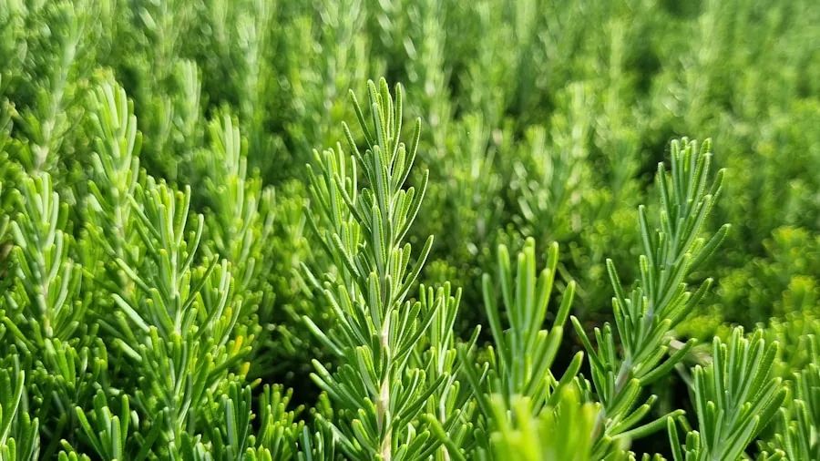 Five Flammable Plants to Remove from Your Yard and Safe Alternatives for Wildfire Zones 2 rosemary herbs Mediterranean garden