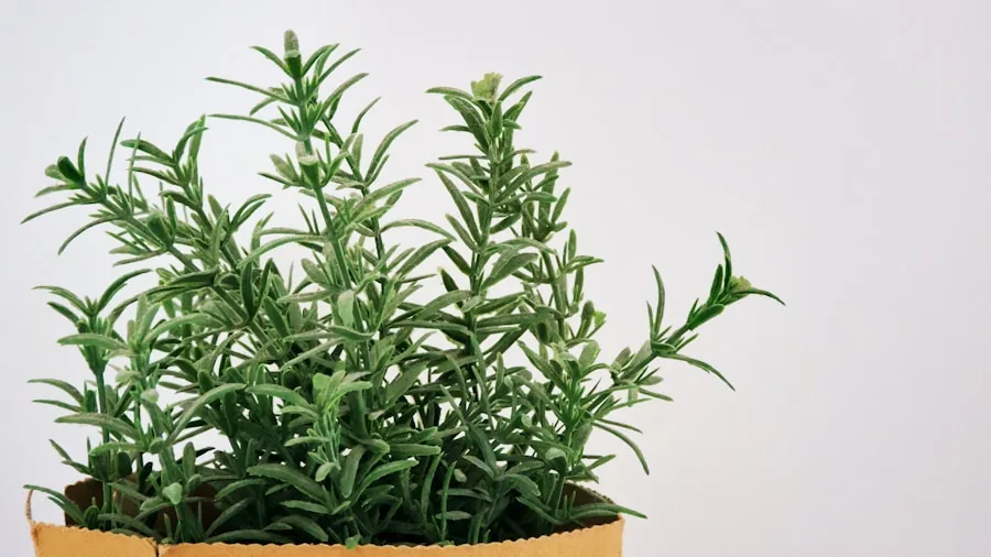 July Plant Propagation: What Buyers Should Know Before Growing Your Garden Free 2 rosemary lavender herb cuttings