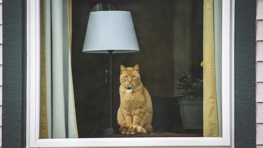 7 Tips to Tell If Your Cat Is Lonely and Needs a Companion 2 sad cat looking out window alone