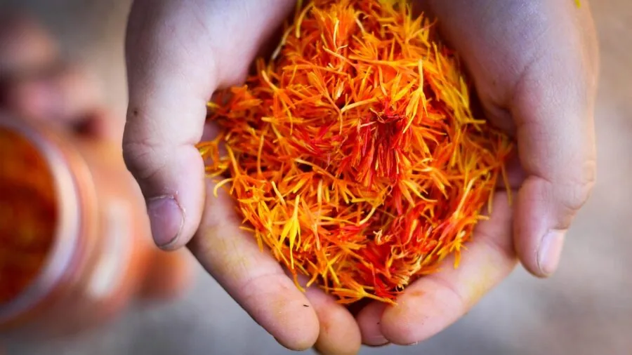 Growing Saffron at Home: What Shoppers Need to Know About the World's Most Expensive Spice 2 saffron stigmas harvesting hands