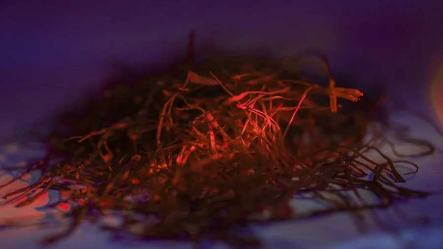 Growing Saffron at Home: What Shoppers Need to Know About the World's Most Expensive Spice 3 saffron threads drying storage