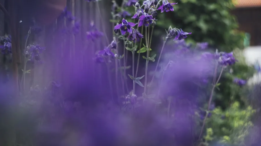 salvia clematis purple blooms garden